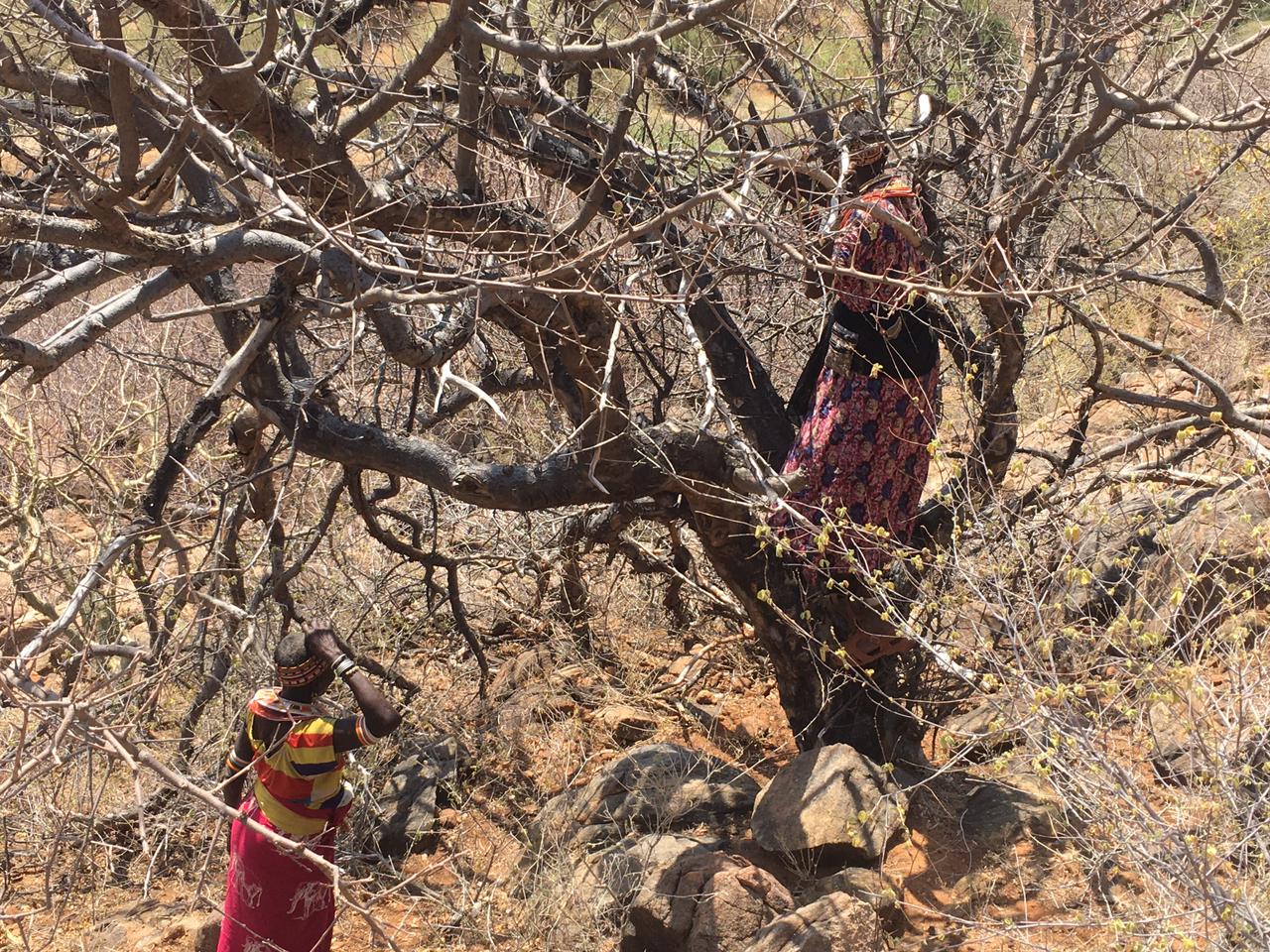 C holtziana in Meru natilnal park. Credit Sue Canney Davison